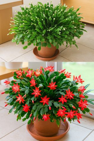 How to Make Your Christmas Cactus Bloom with a Simple Kitchen Remedy