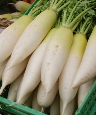 Health Doctors reveal that eating white radish (daikon) causes ….