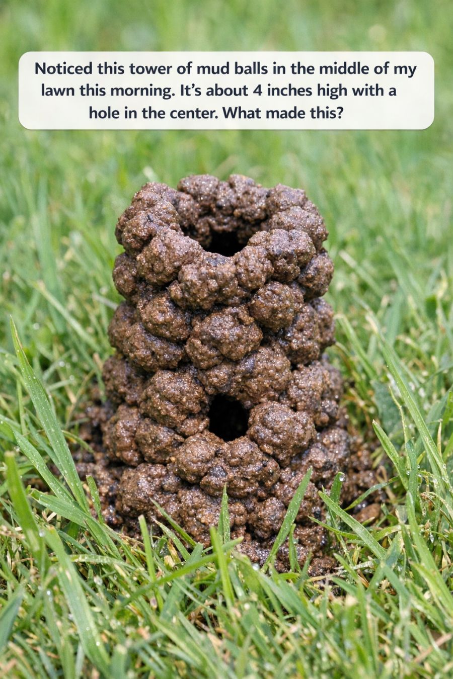 Noticed this tower of mud balls in the middle of my lawn this morning. It’s about 4 inches high with a hole in the center. What made this?